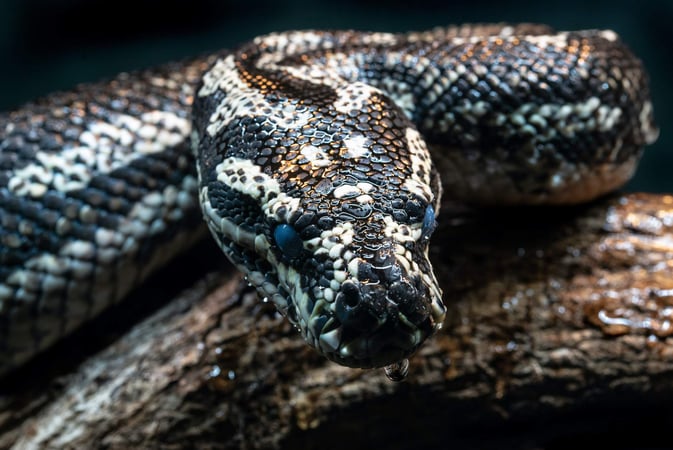 Python snake illustrating Python the coding language