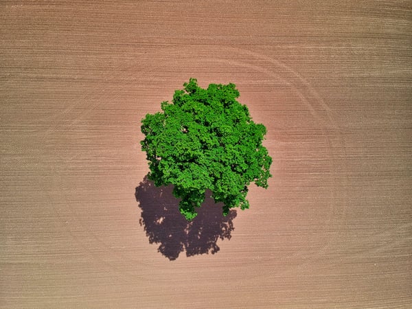 Tree in the middle of a field viewed from above
